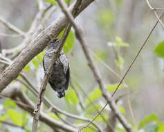 Image of Scaled Piculet