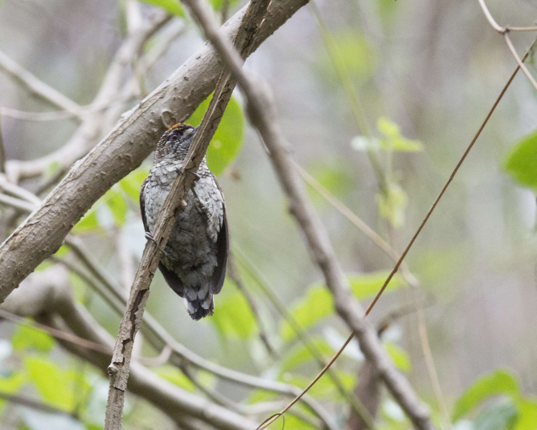 Image de Picumne squamulé