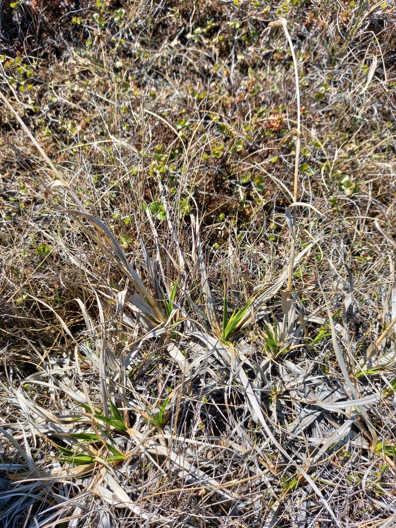 Imagem de Scirpus maximowiczii C. B. Clarke