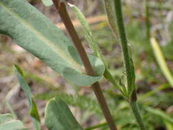 Image of Cerinthe minor subsp. auriculata (Ten.) Domac