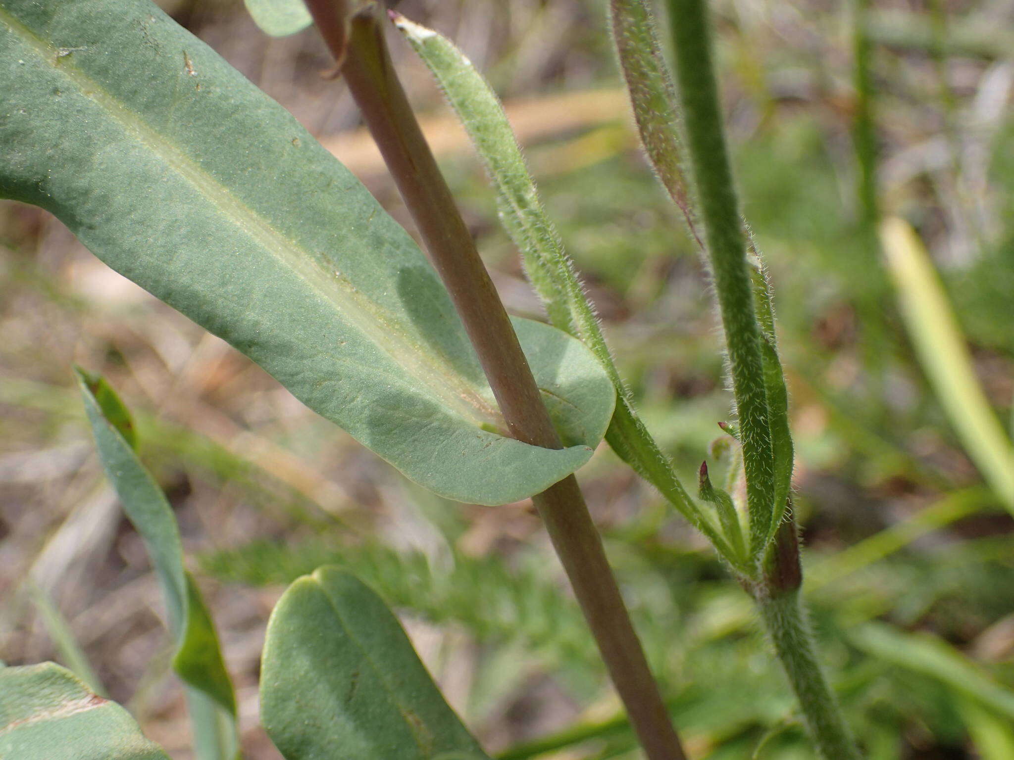 Image of Cerinthe minor subsp. auriculata (Ten.) Domac