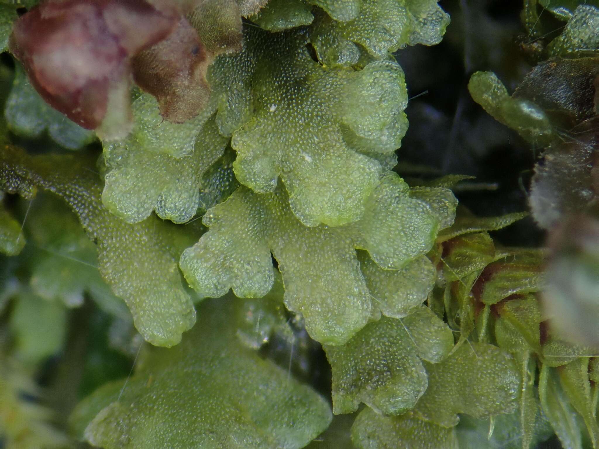 Image of Riccardia multifida (L.) Gray