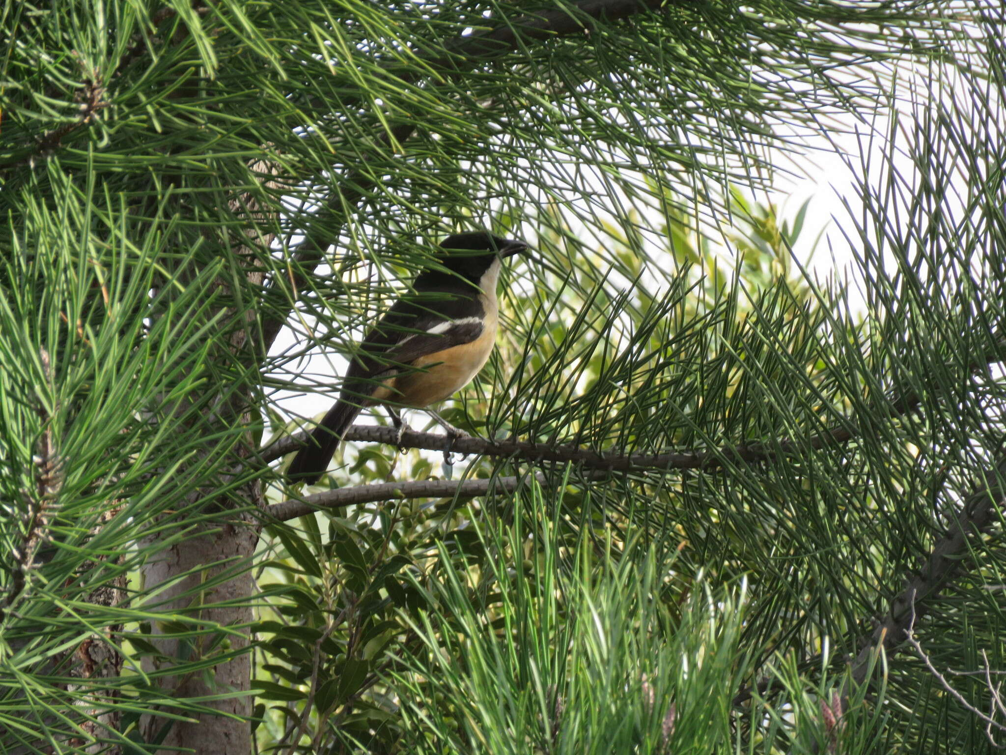 Image de Laniarius ferrugineus ferrugineus (Gmelin & JF 1788)