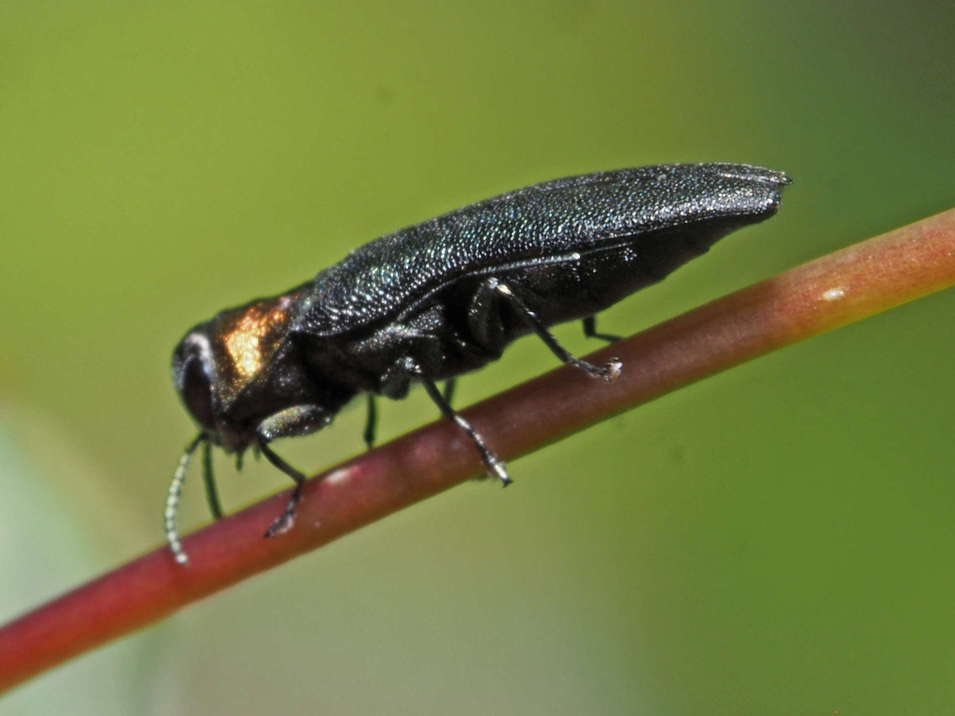 Image of Agrilus pratensis (Ratzeburg 1837)