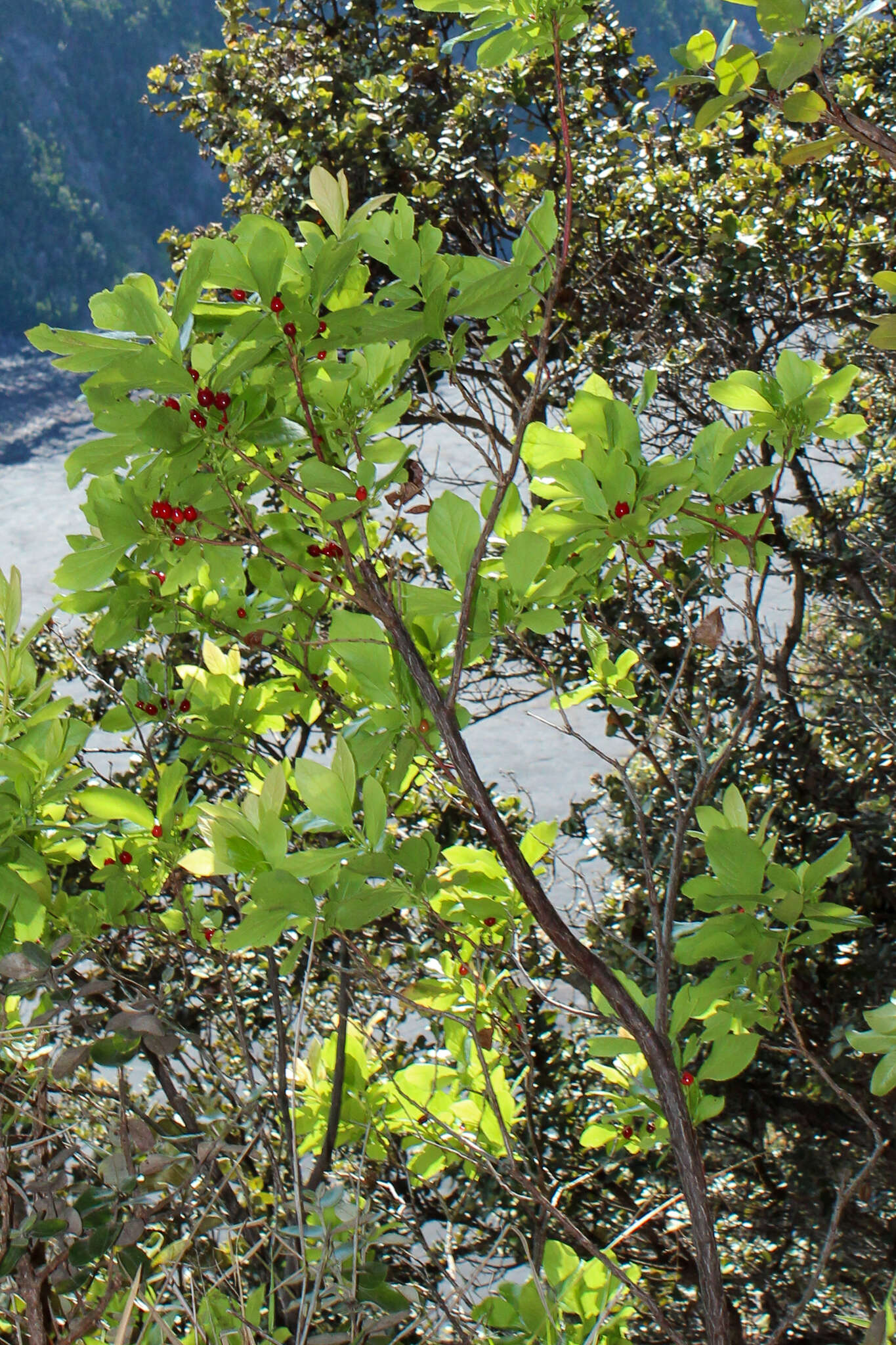 Plancia ëd Vaccinium calycinum Sm.