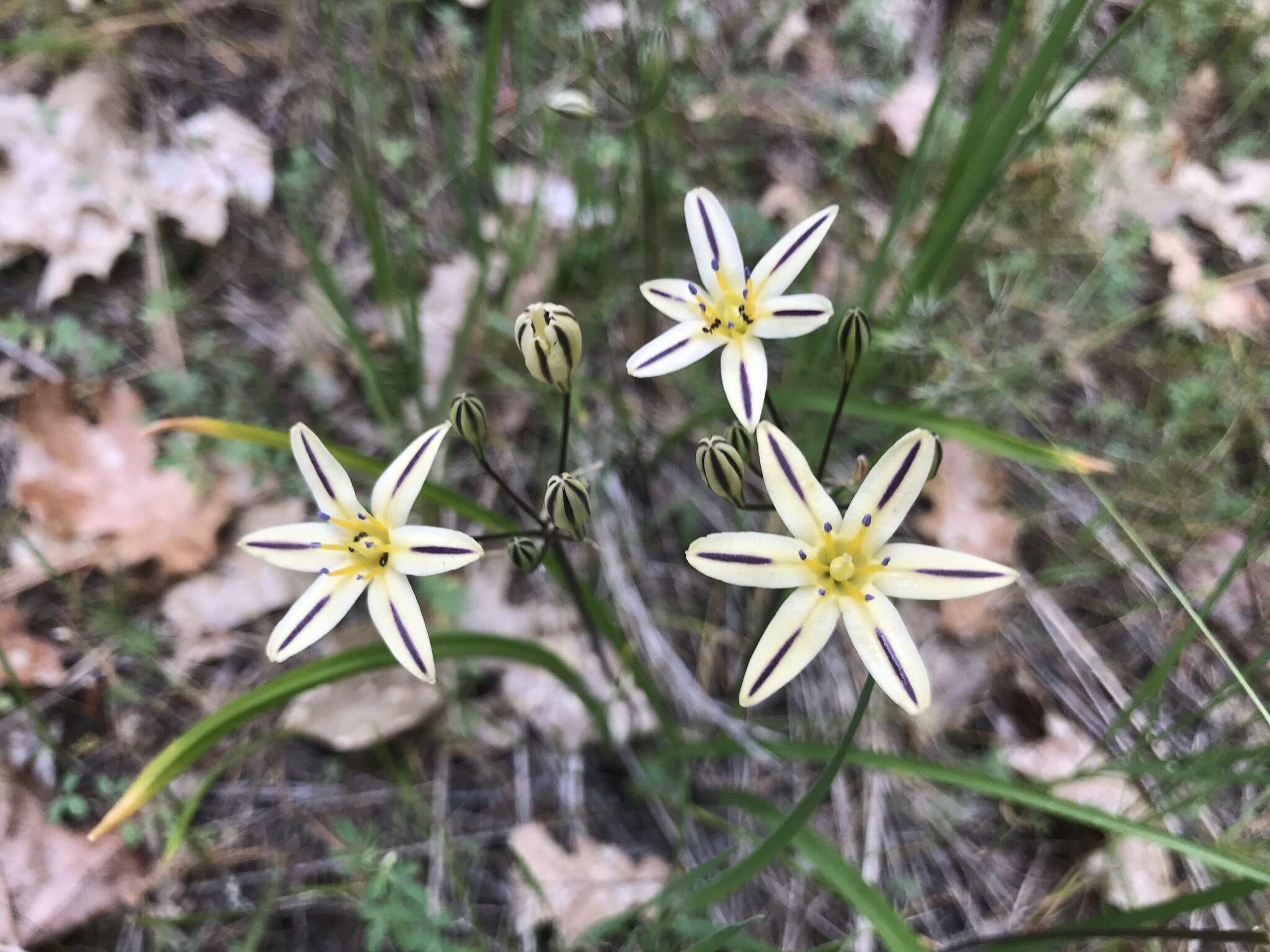 Image of Henderson's triteleia