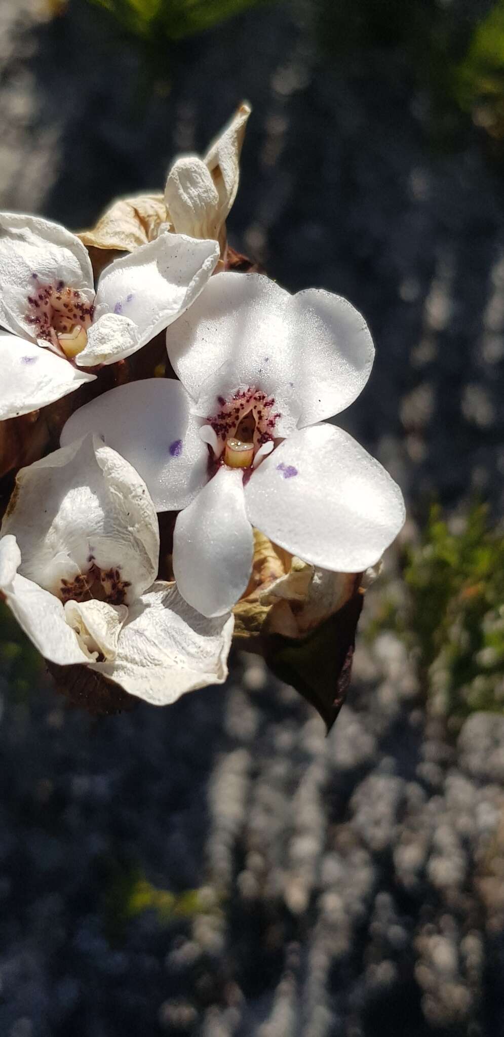 Image of Disa fasciata Lindl.