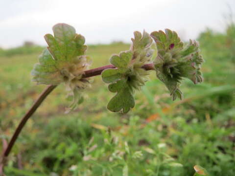 Image of common henbit