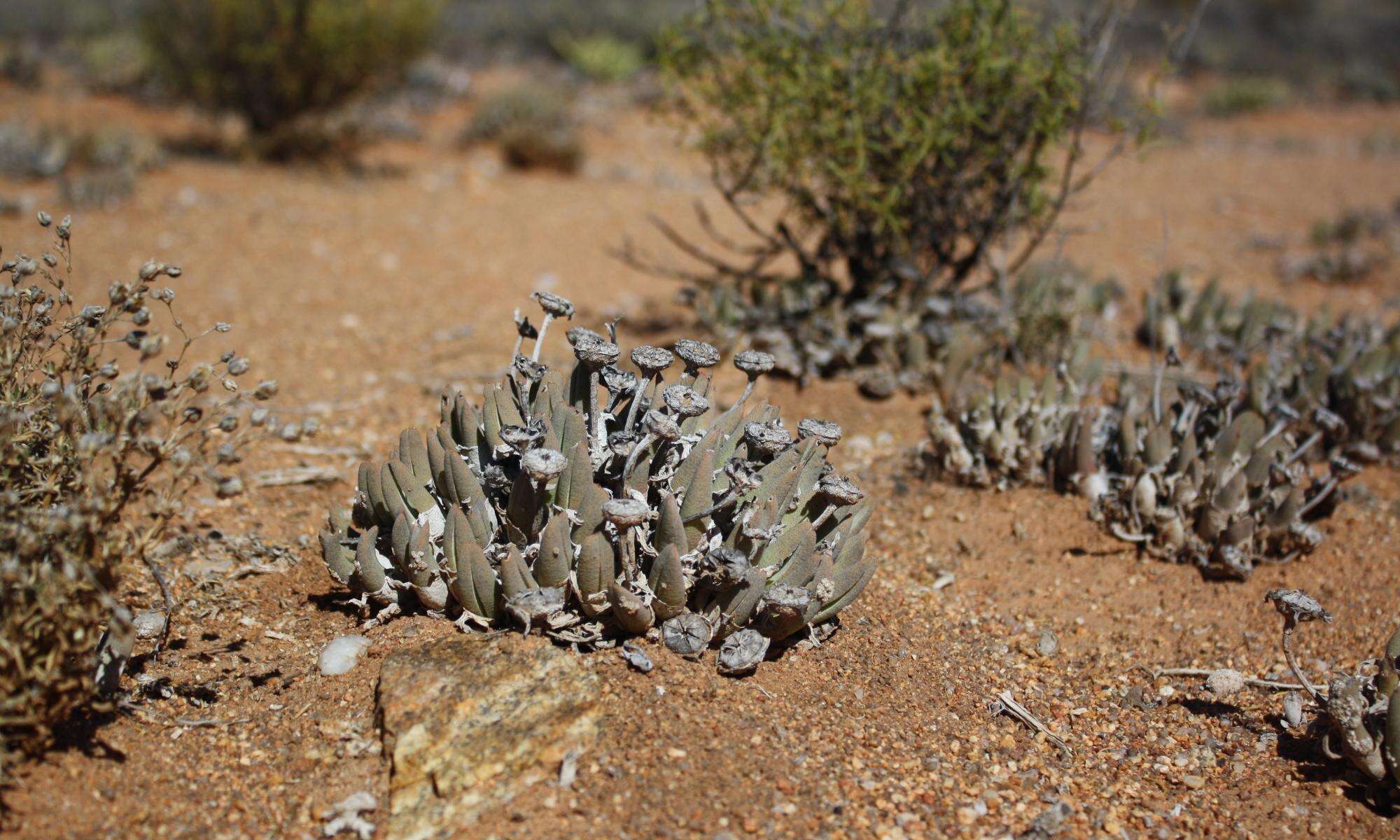 Image of Cheiridopsis namaquensis (Sonder) Hartmann