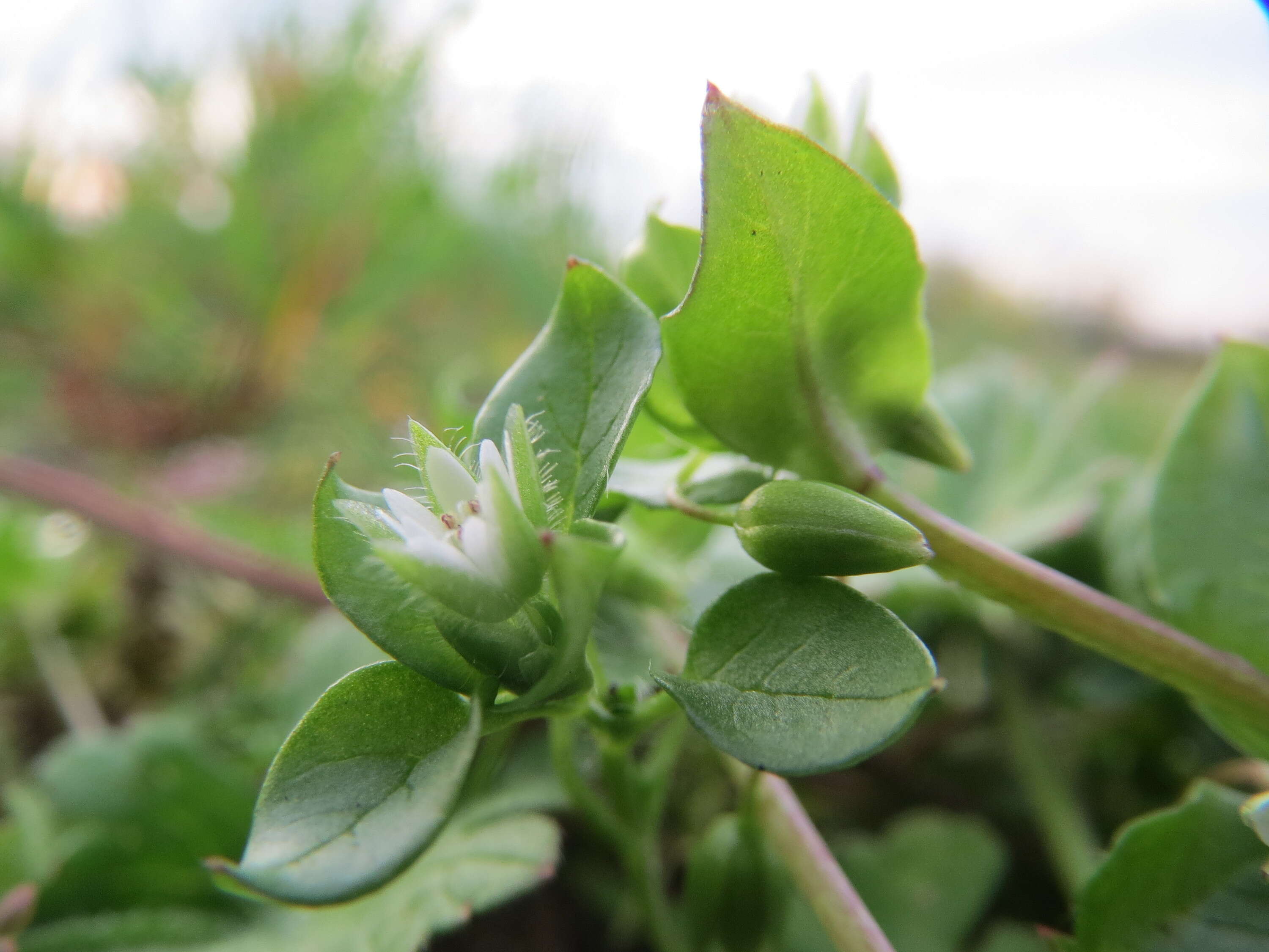 Image of common chickweed