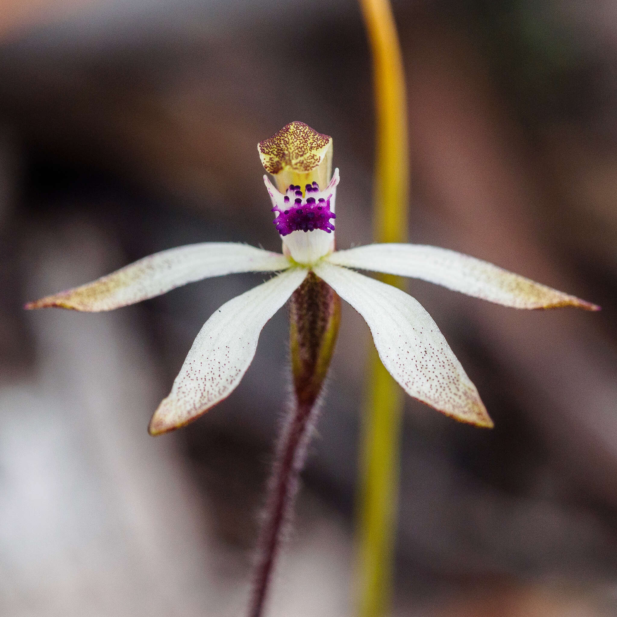 Caladenia atrata D. L. Jones的圖片