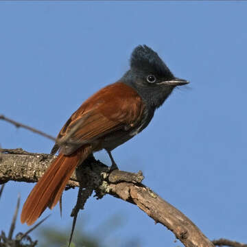 Image of African Paradise Flycatcher