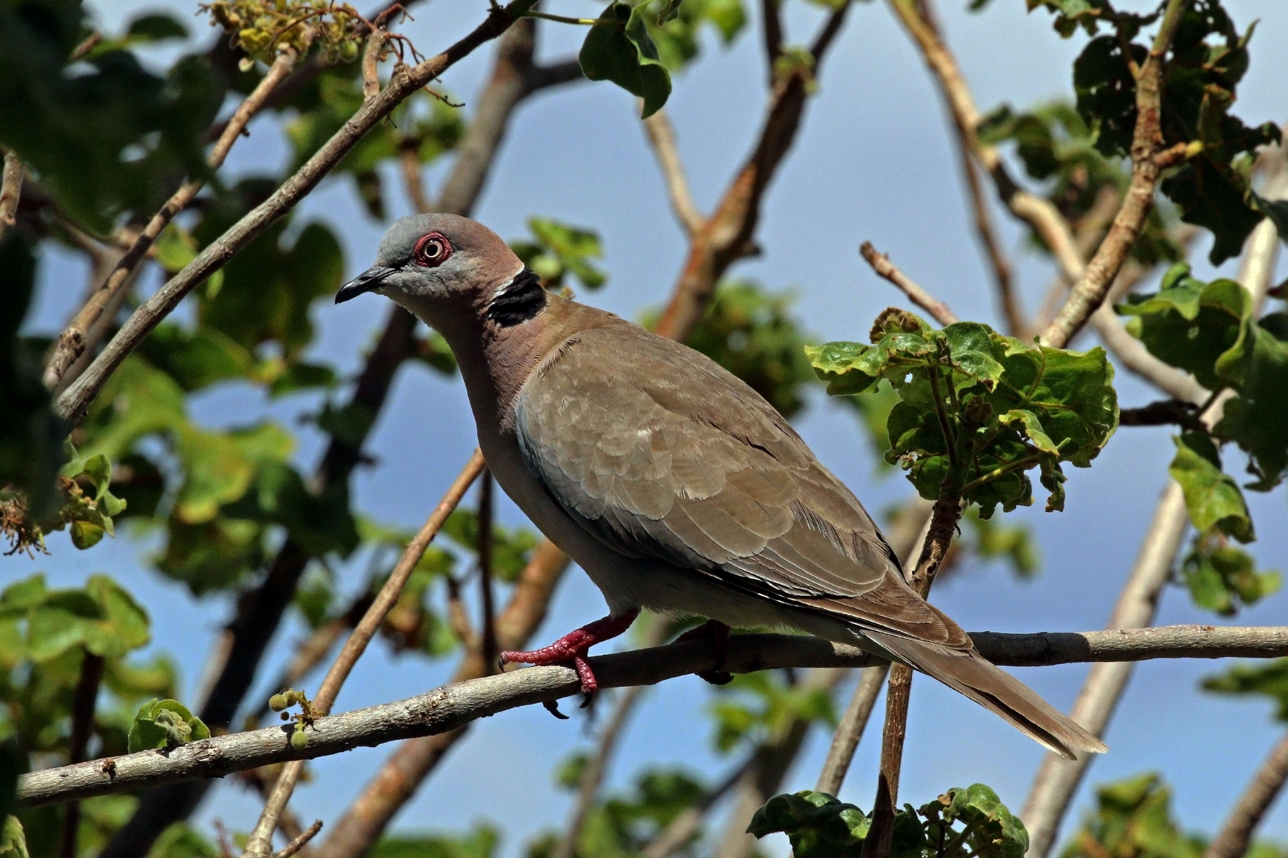 Image of African Mourning Dove