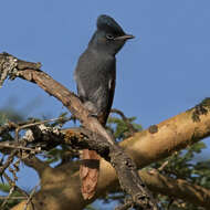 Image of African Paradise Flycatcher