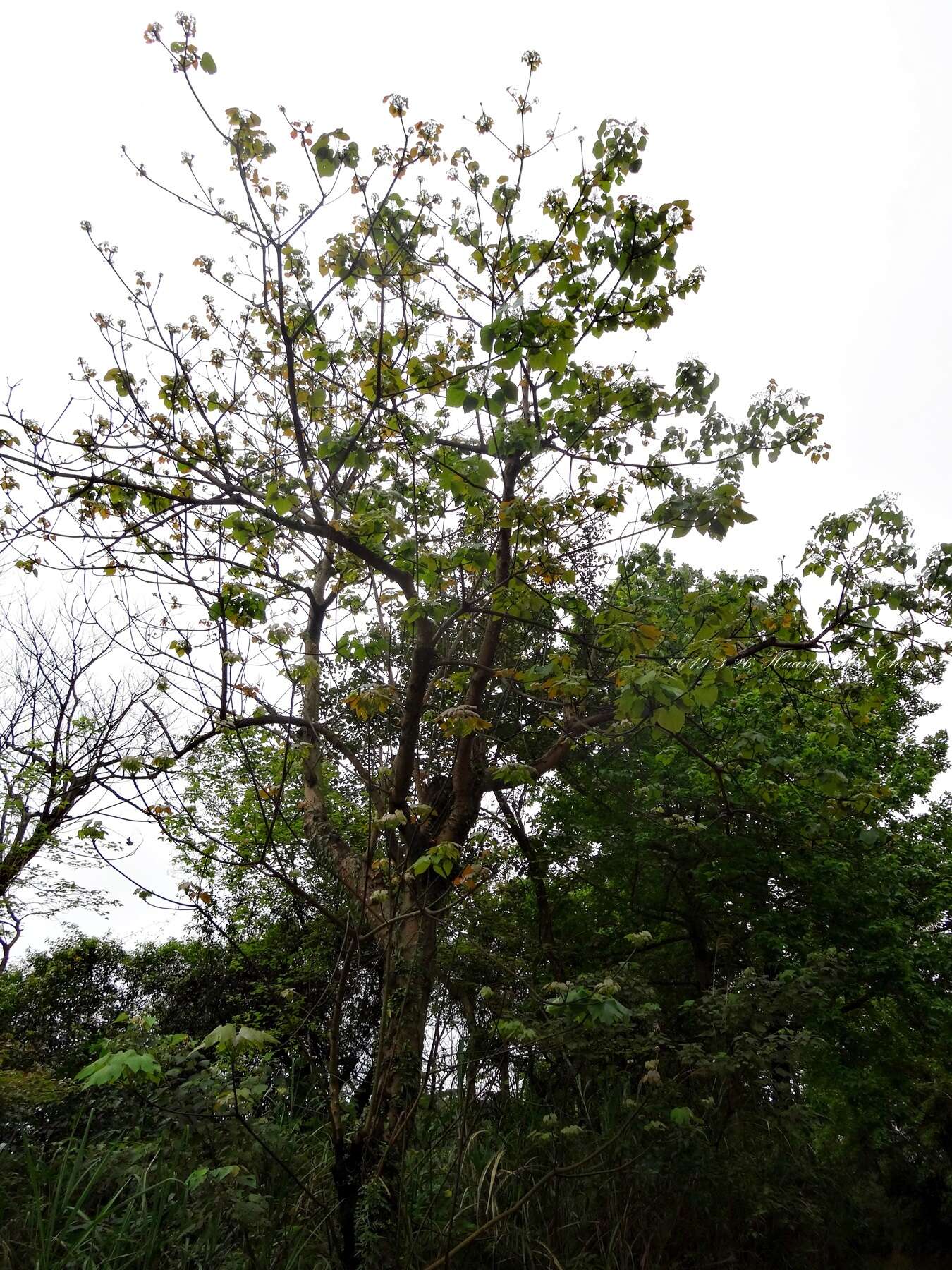 Image of mu oil tree