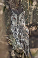 Image of African Scops Owl