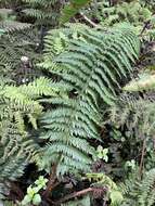 Imagem de Dryopteris subbipinnata W. H. Wagner & Hobdy