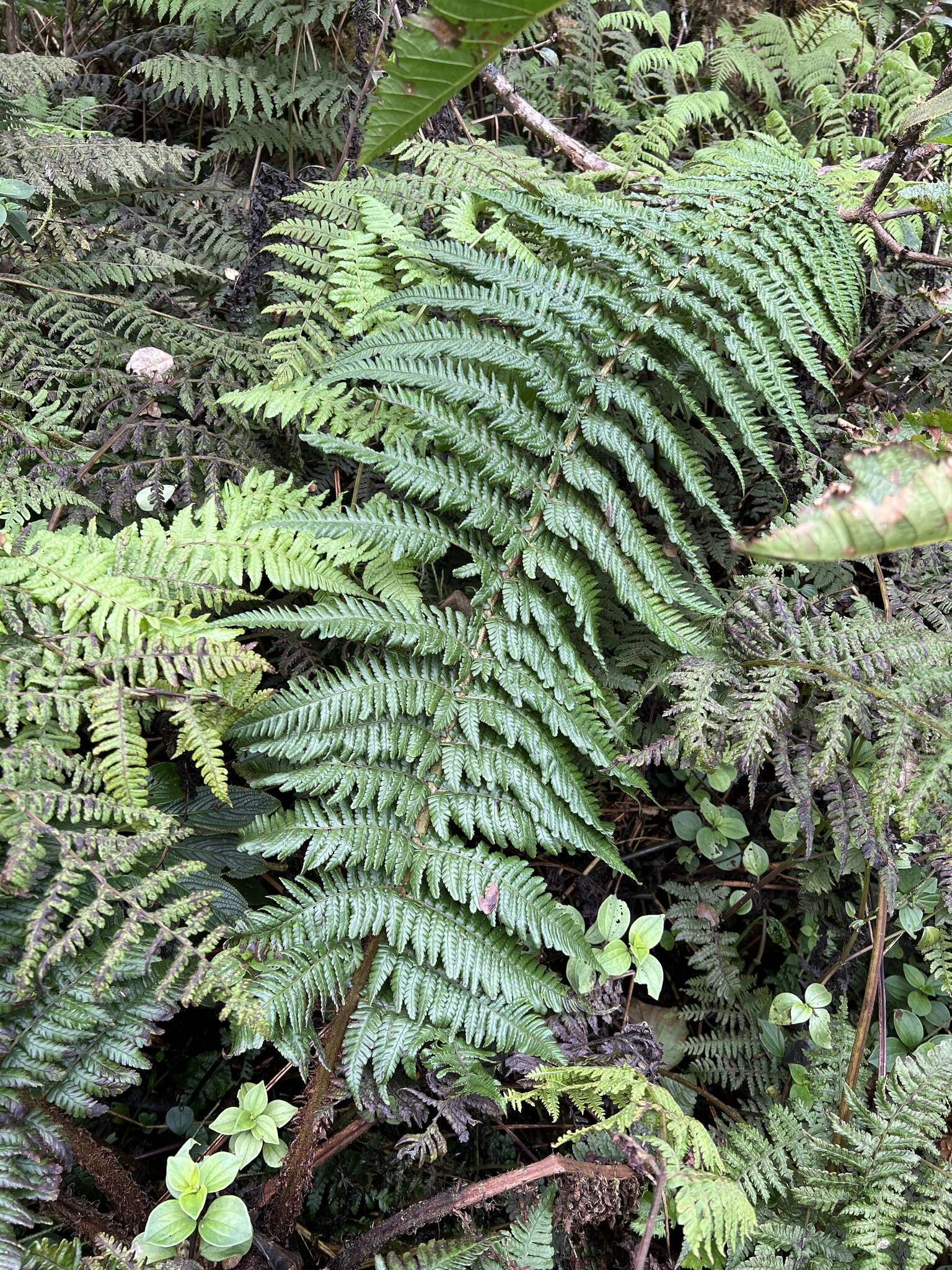 Image of Ainahou Valley Wood Fern