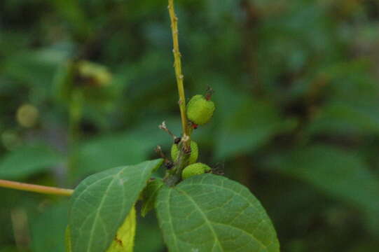 Image of Croton ynesae Croizat