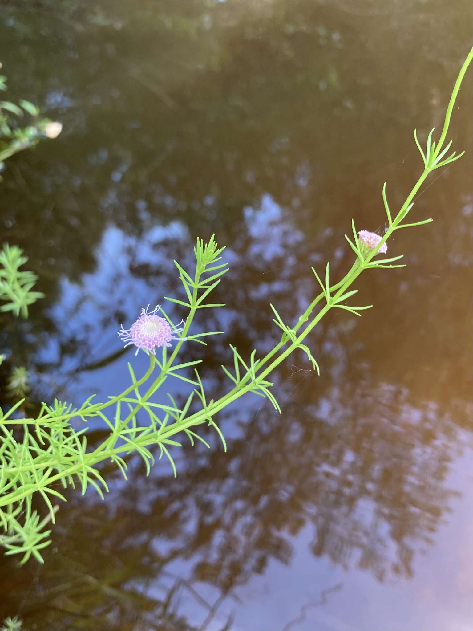 صورة Sclerolepis uniflora (Walt.) Britt., Sterns & Pogg.