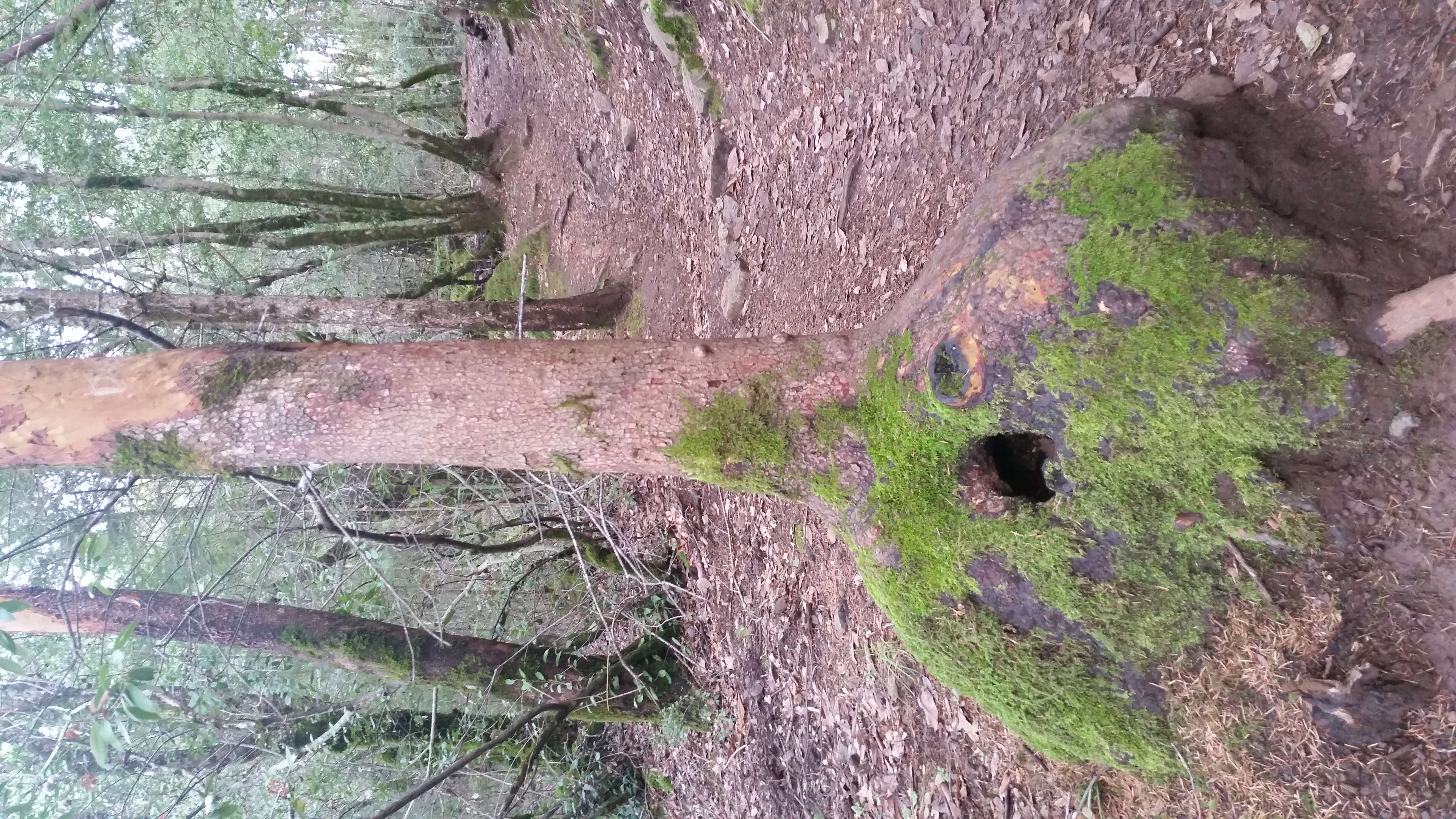 Image of Pacific madrone