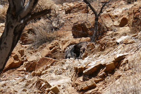 Image of Hartmann's Mountain Zebra