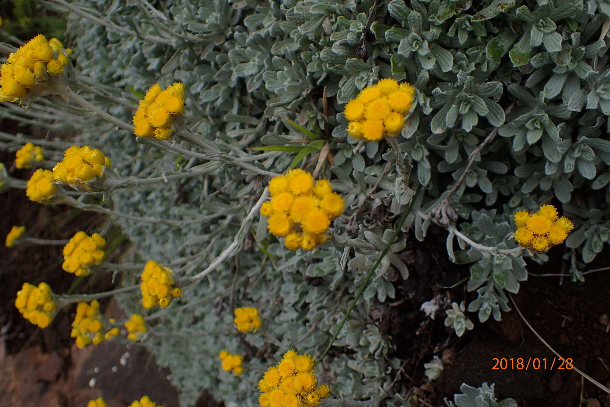 Image of Helichrysum montanum DC.