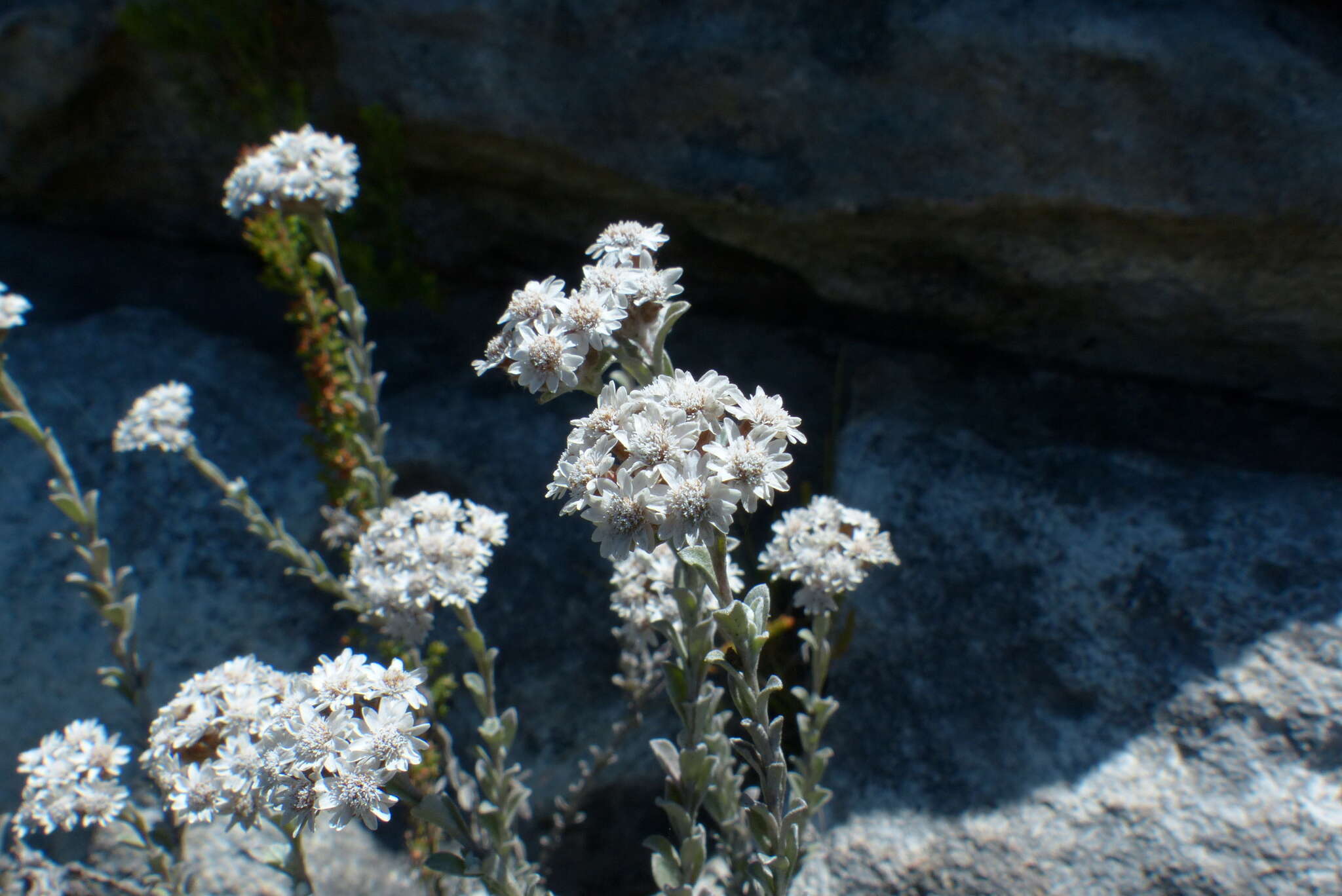 Image of Langebergia canescens (DC.) A. A. Anderberg