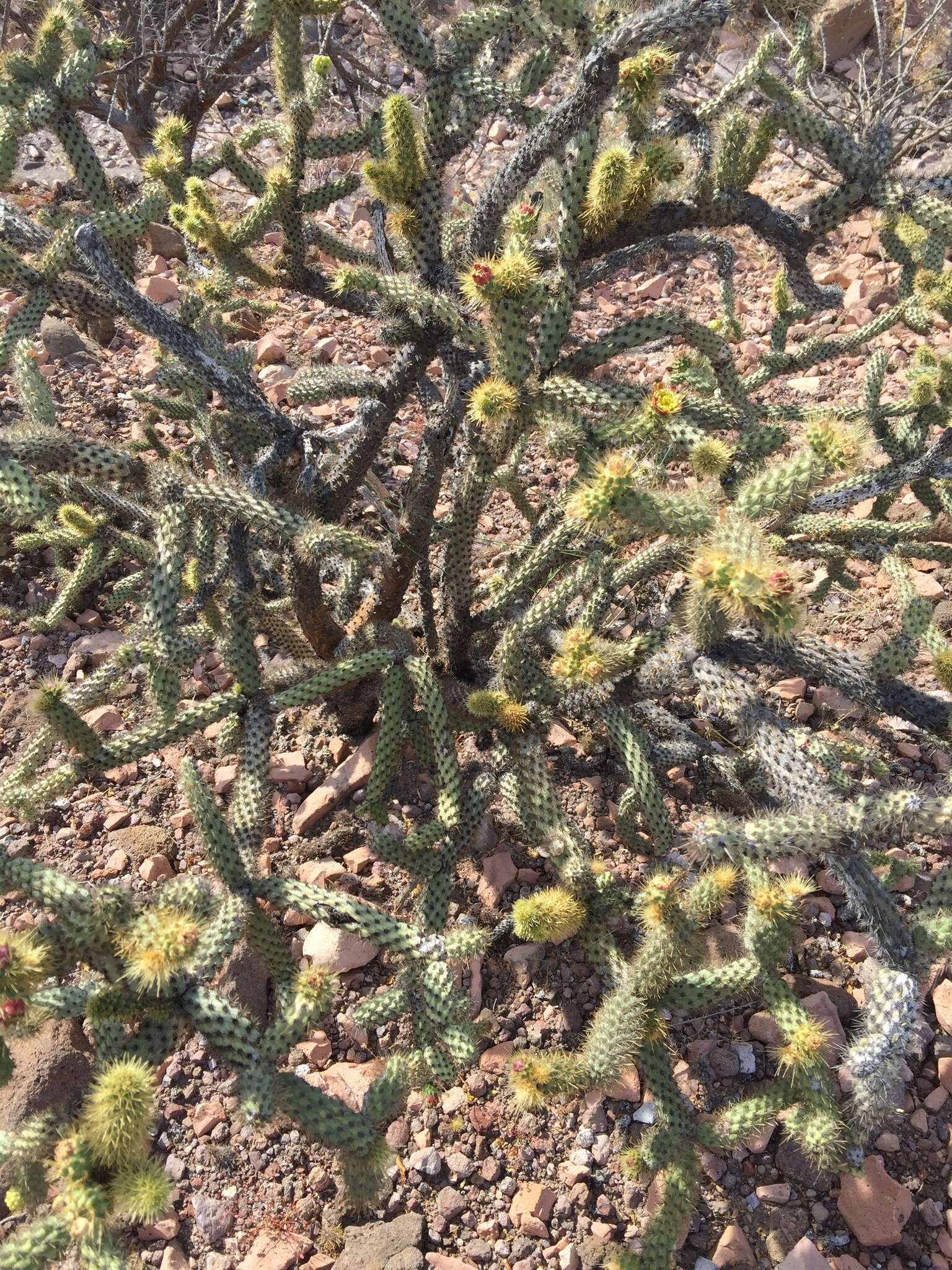 Image of Cylindropuntia alcahes var. burrageana (Britton & Rose) Rebman