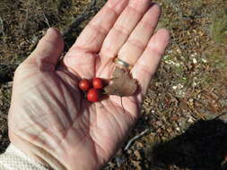 Image of Copenhagen hawthorn