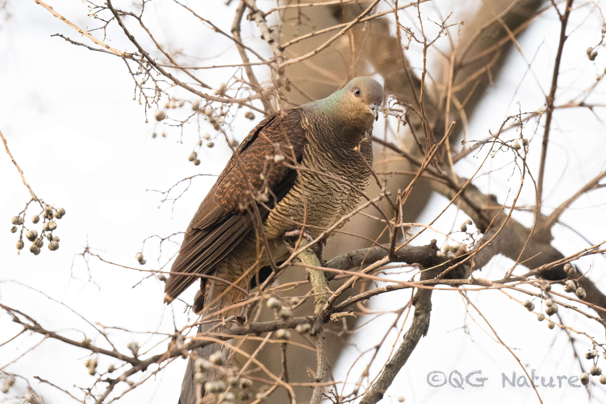 Image of Barred Cuckoo Dove