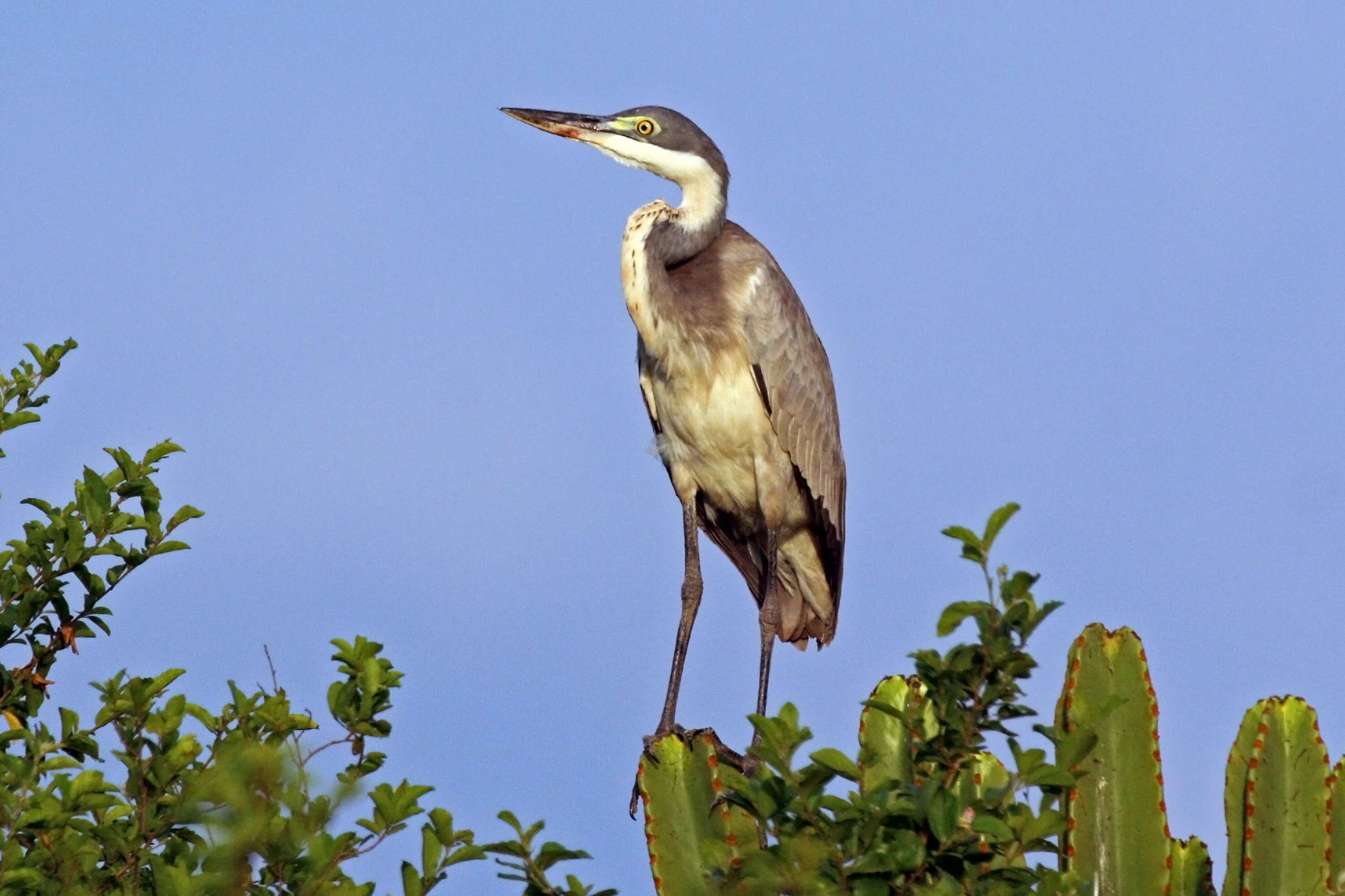 Image of Black-headed Heron