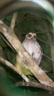 Image of Puerto Rican Owl