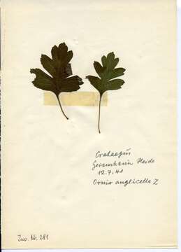 Image of Hawthorn Slender