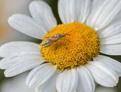 Image de Calocoris roseomaculatus (De Geer 1773)