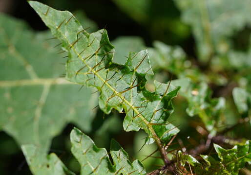 Image of Solanum prinophyllum Dun.