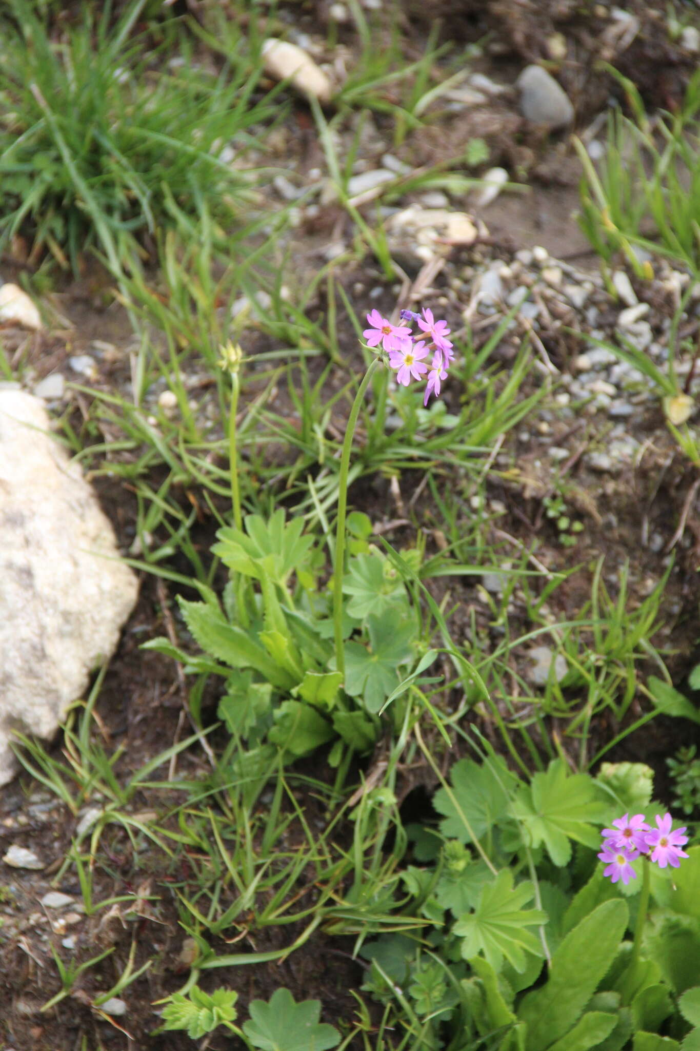 Imagem de Primula auriculata Lam.