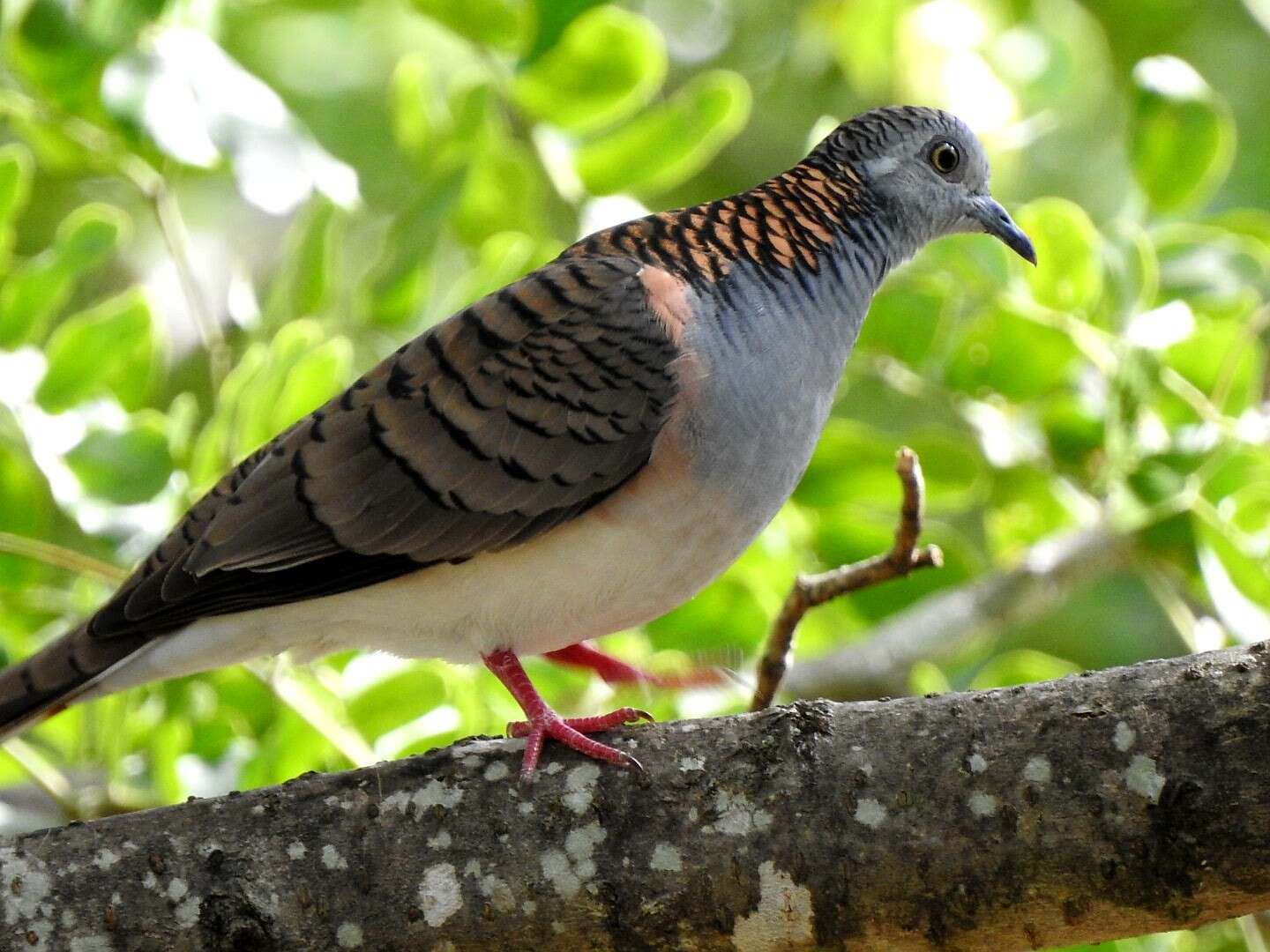 Image of Bar-shouldered Dove