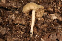 Image of Simocybe serrulata (Murrill) Singer 1962