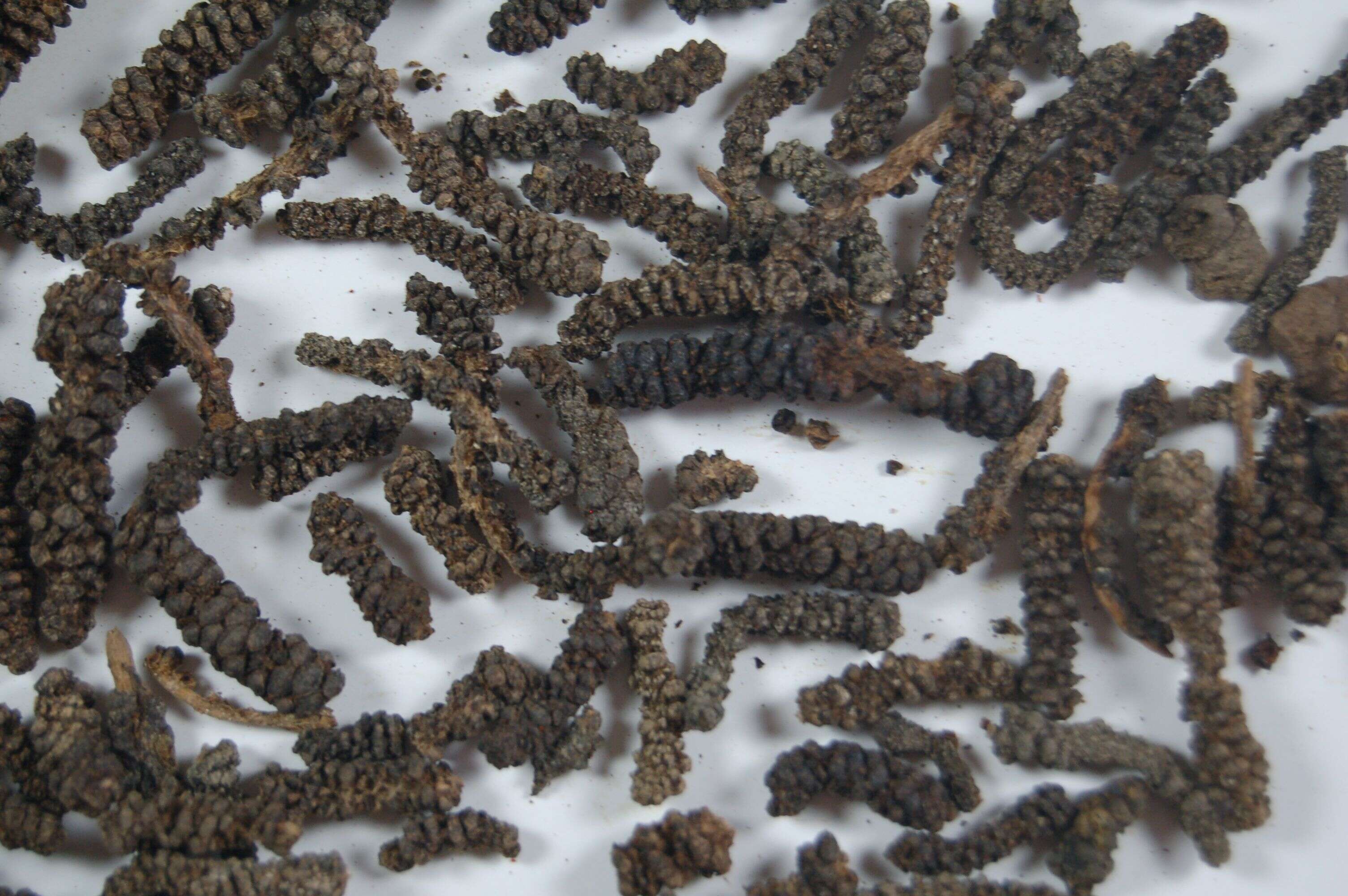 Image of Indian long pepper