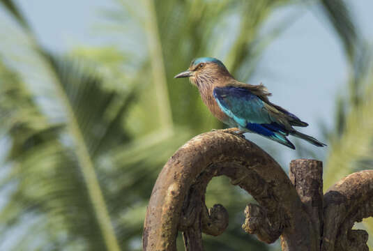 Imagem de Coracias benghalensis (Linnaeus 1758)