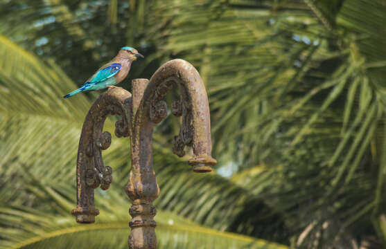 Image of Indian Roller