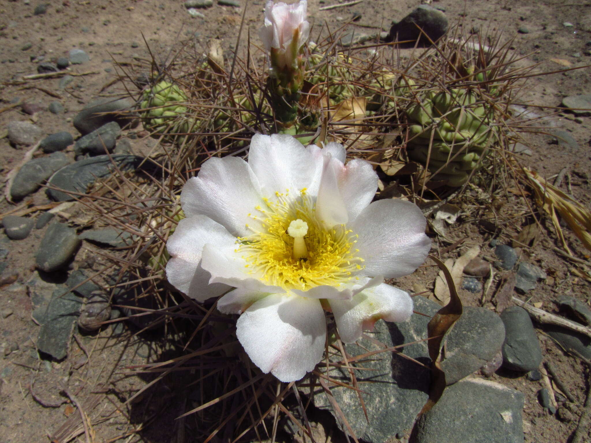 Image of Tephrocactus aoracanthus (Lem.) Lem.