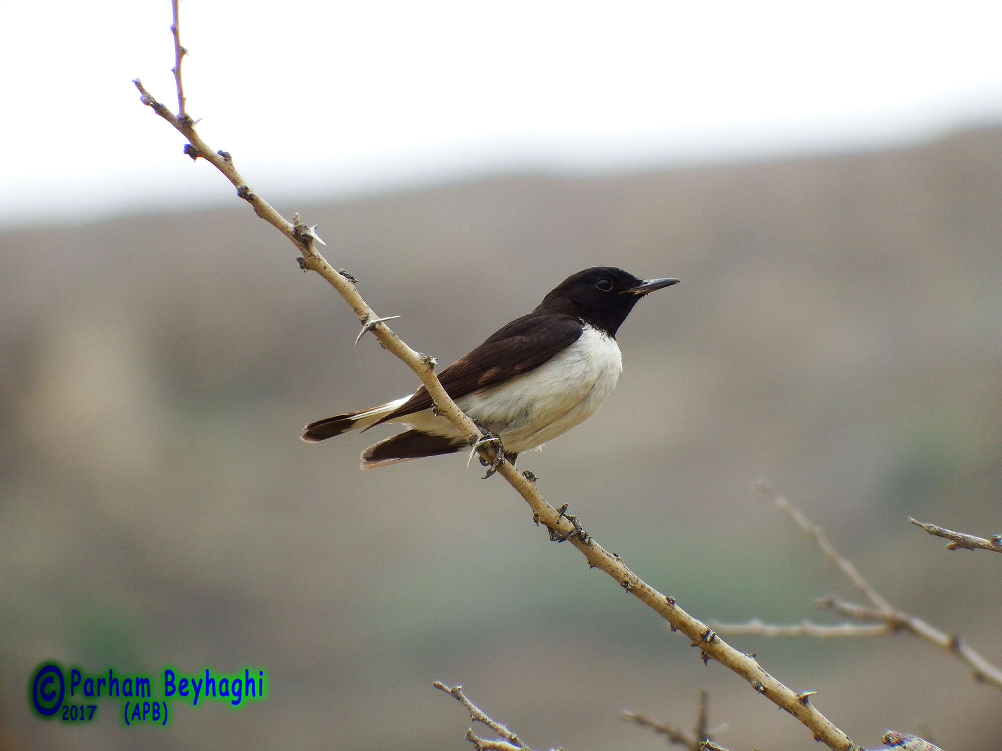 Image of Eastern Pied Wheatear