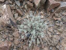 Image of Teucrium stocksianum Boiss.