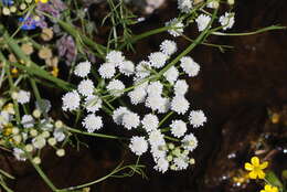 Image of corky-fruited water-dropwort