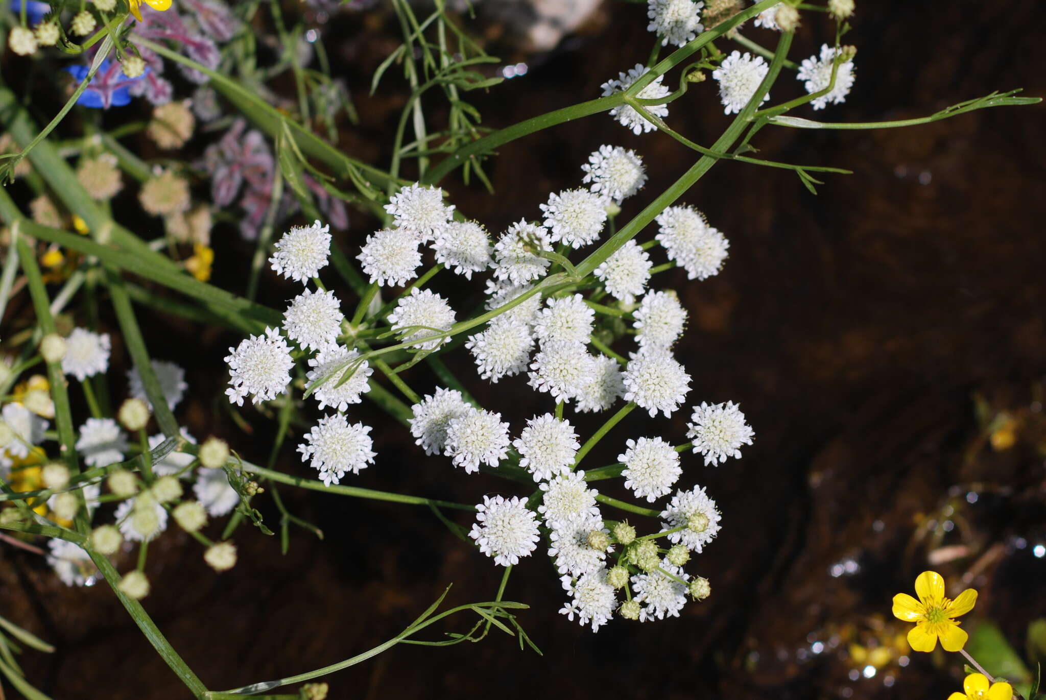 Imagem de Oenanthe pimpinelloides L.