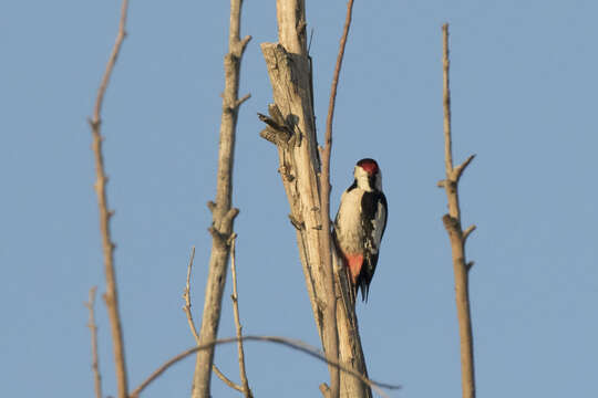 Image of Syrian Woodpecker