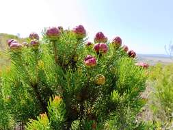 صورة Leucadendron teretifolium (Andrews) I. Williams