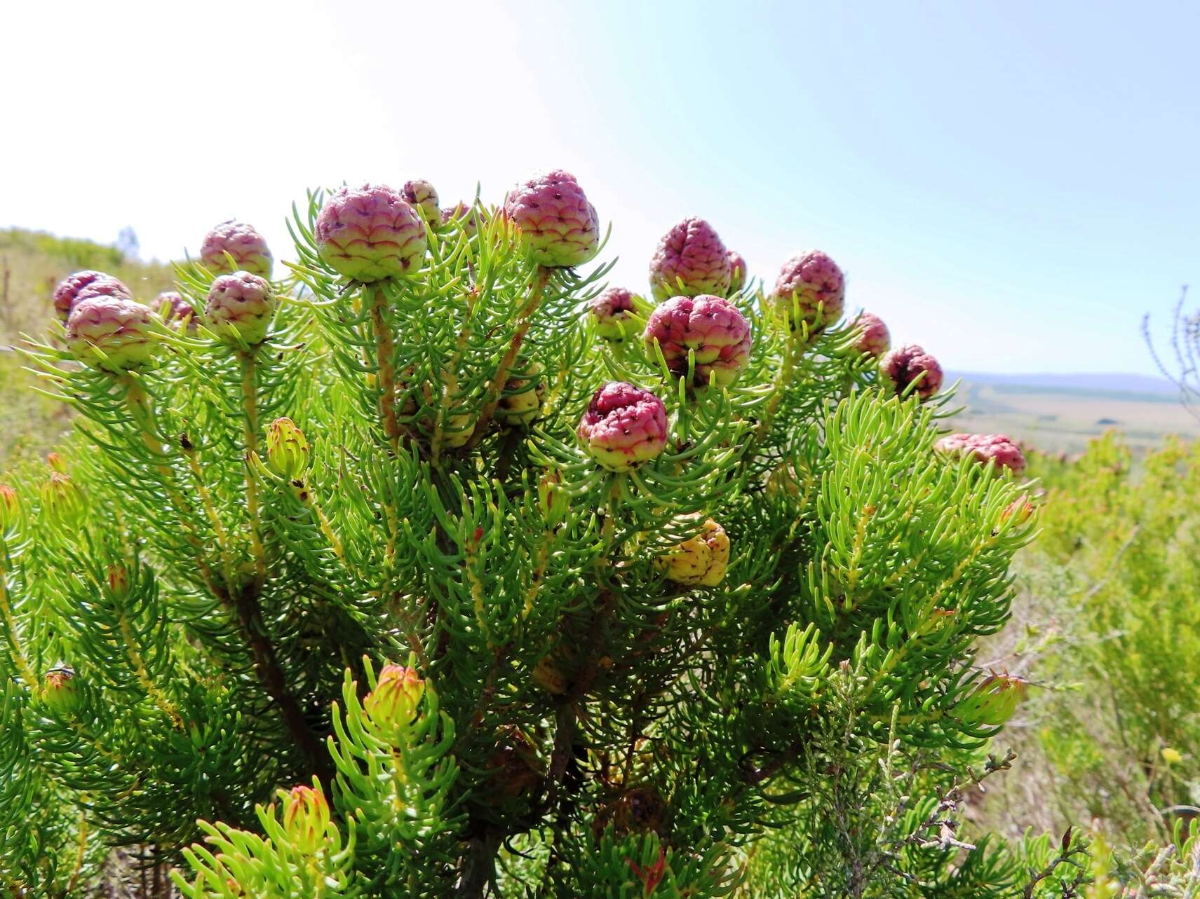 Image of Leucadendron teretifolium (Andrews) I. Williams